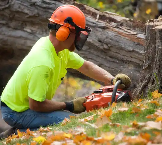 tree services Boonton